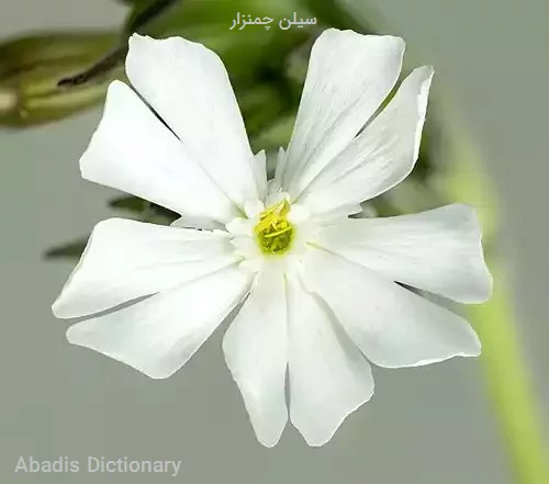 سیلن چمنزار